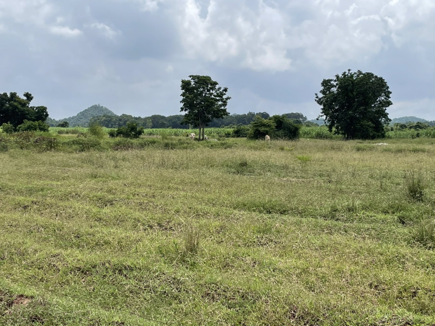 ขายที่ดิน-ขนาด22ไร่-3งาน-29-ตรว