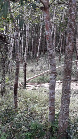 ขายที่ดิน-43ไร่-1งาน-13ตรว-ขายพร้อมสวนยาง-จตราด