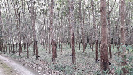 ขายที่ดิน-43ไร่-1งาน-13ตรว-ขายพร้อมสวนยาง-จตราด