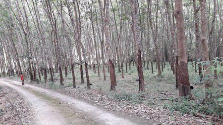 ขายที่ดิน-43ไร่-1งาน-13ตรว-ขายพร้อมสวนยาง-จตราด