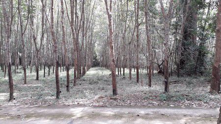 ขายที่ดิน-43ไร่-1งาน-13ตรว-ขายพร้อมสวนยาง-จตราด