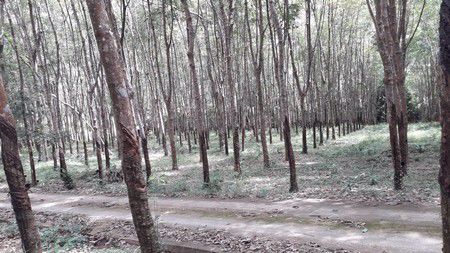 ขายที่ดิน-43ไร่-1งาน-13ตรว-ขายพร้อมสวนยาง-จตราด