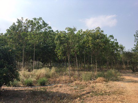 ขายที่ดินแปลง-64-ใร่-แบ่งขายหรือซื้อยกแปลง-ตช้างตะลูด-อหล่มสัก-จเพชรบูรณ์