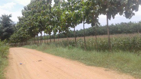 ขายที่ดินแปลง-64-ใร่-แบ่งขายหรือซื้อยกแปลง-ตช้างตะลูด-อหล่มสัก-จเพชรบูรณ์