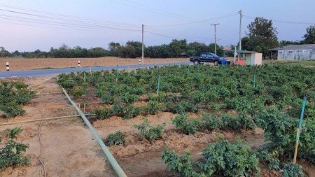 ที่ดิน-จนครปฐม-เนื้อที่-4-ไร่-ติดถนนลาดยาง