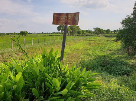 ขายเหมาบ้านสวนและที่นาขนาด-13-ไร่-2-งาน-53-ตรว-จชัยภูมิ