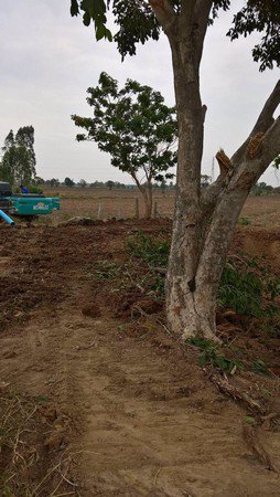 ขายเหมาบ้านสวนและที่นาขนาด-13-ไร่-2-งาน-53-ตรว-จชัยภูมิ