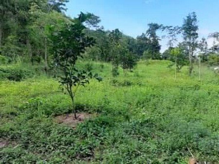 ด่วนขายยกแปลงที่ดินบนเกาะช้าง-จตราด-ทำเลทอง-20ไร่1งาน-40-ตารางวา