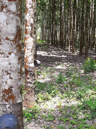 ด่วนขายยกแปลงที่ดินบนเกาะช้าง-จตราด-ทำเลทอง-20ไร่1งาน-40-ตารางวา