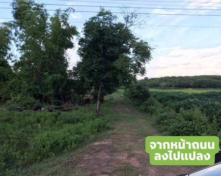 ขายด่วน-พื้นที่สวย-ทำเลทอง-25ไร่-อบ้านกรวดจบุรีรัมย์