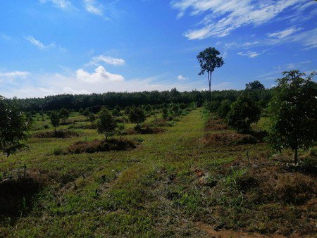 ขายสวนทุเรียน-จังหวัดจันทบุรี-เนื้อที่-18ไร่