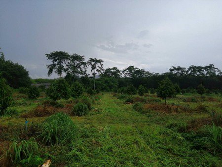 ขายสวนทุเรียน-จังหวัดจันทบุรี-เนื้อที่-18ไร่