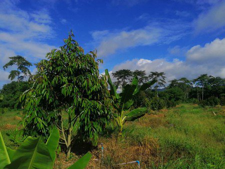 ขายสวนทุเรียน-จังหวัดจันทบุรี-เนื้อที่-18ไร่