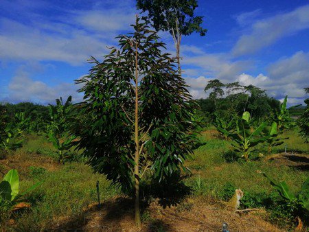 ขายสวนทุเรียน-จังหวัดจันทบุรี-เนื้อที่-18ไร่