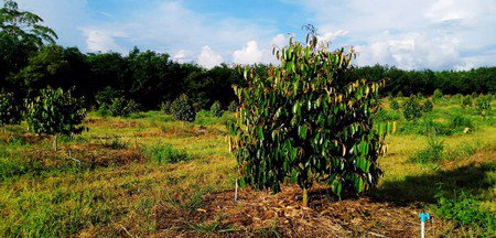 ขายสวนทุเรียน-จังหวัดจันทบุรี-เนื้อที่-18ไร่