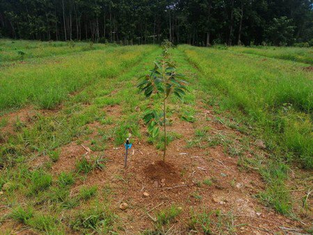 ขายสวนทุเรียน-เนื้อที่-61ไร่เศษ-เจ้าของขายเอง