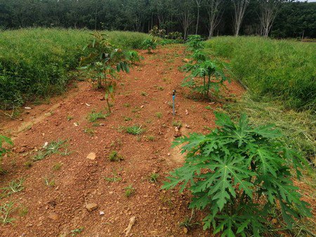 ขายสวนทุเรียน-เนื้อที่-61ไร่เศษ-เจ้าของขายเอง