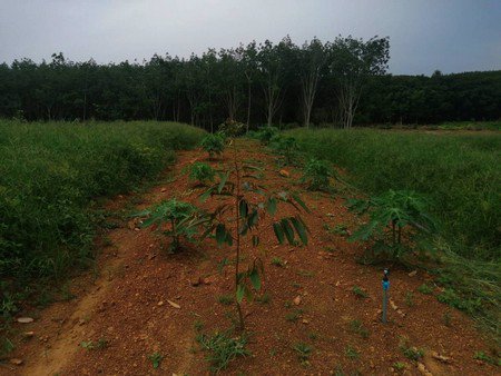 ขายสวนทุเรียน-เนื้อที่-61ไร่เศษ-เจ้าของขายเอง