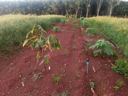 ขายสวนทุเรียน-เนื้อที่-61ไร่เศษ-เจ้าของขายเอง