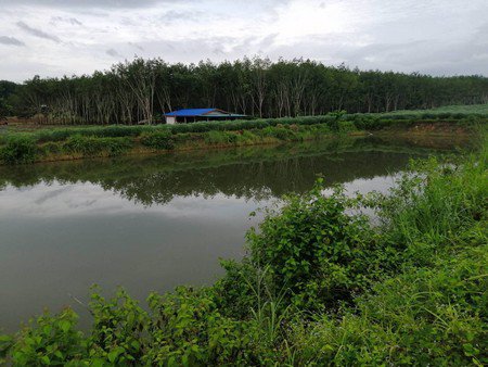 ขายสวนทุเรียน-เนื้อที่-61ไร่เศษ-เจ้าของขายเอง