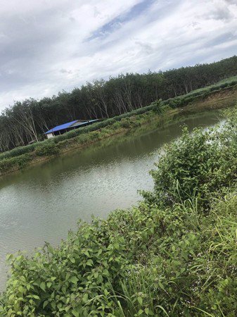 ขายสวนทุเรียน-เนื้อที่-61ไร่เศษ-เจ้าของขายเอง