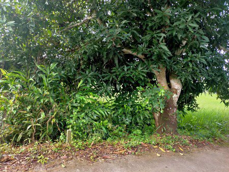 ขายที่ดิน-จนครนายก-2ไร่2งาน36ตรว