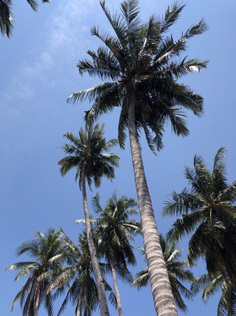 ขายที่ดินติดทะเลสวยๆ-ราคาถูก-บางสะพาน-จประจวบ