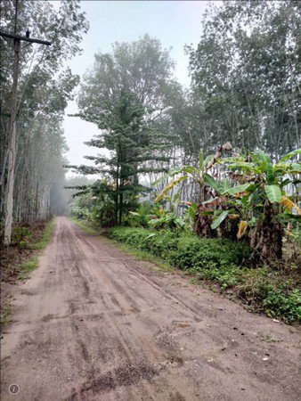 ขายที่ดินสวนยางพารา-โฉนดที่ดินรวม-2-แปลง-จำนวน-3-ไร่-3-งาน-69-ตารางวา