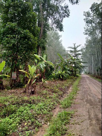 ขายที่ดินสวนยางพารา-โฉนดที่ดินรวม-2-แปลง-จำนวน-3-ไร่-3-งาน-69-ตารางวา