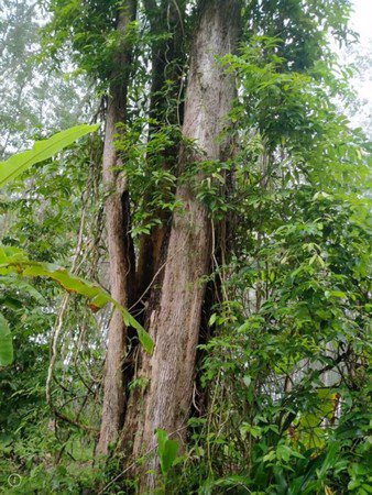 ขายที่ดินสวนยางพารา-โฉนดที่ดินรวม-2-แปลง-จำนวน-3-ไร่-3-งาน-69-ตารางวา