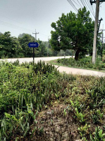 ขายที่ดินสวนยางพารา-โฉนดที่ดินรวม-2-แปลง-จำนวน-3-ไร่-3-งาน-69-ตารางวา