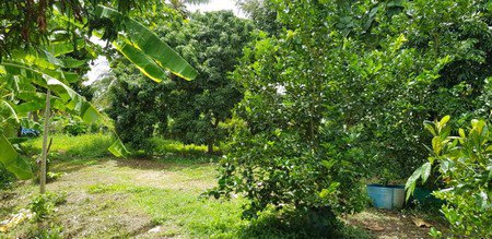 ขายบ้านพร้อมที่ดิน-ปักธงชัย-นครราชสีมา-เนื้อที่รวม-52-ไร่-พื้นที่เยอะมากๆ