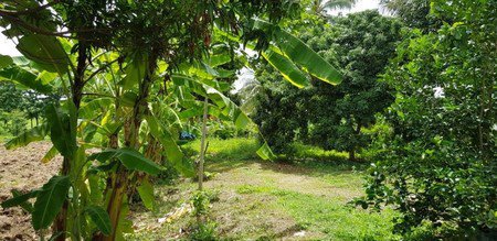 ขายบ้านพร้อมที่ดิน-ปักธงชัย-นครราชสีมา-เนื้อที่รวม-52-ไร่-พื้นที่เยอะมากๆ