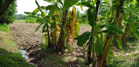 ขายบ้านพร้อมที่ดิน-ปักธงชัย-นครราชสีมา-เนื้อที่รวม-52-ไร่-พื้นที่เยอะมากๆ