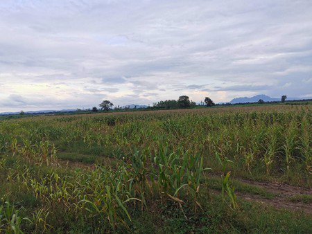 ขายที่ดินมีบ่อน้ำใหญ่-เกือบ-39-ไร่-ตำบลนิคมลำนารายณ์-อำเภอชัยบาดาล-จังหวัดลพบุรี