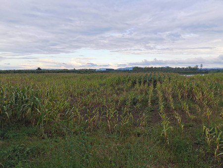 ขายที่ดินมีบ่อน้ำใหญ่-เกือบ-39-ไร่-ตำบลนิคมลำนารายณ์-อำเภอชัยบาดาล-จังหวัดลพบุรี