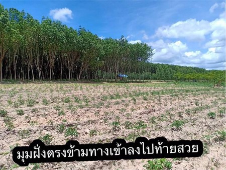 ขายที่ดินทำเลทอง​โฉนด​-25ไร่-พื้นที่จริง​-29​-ไร่-อ-บ้านกรวด-จ-บุรีรัมย์