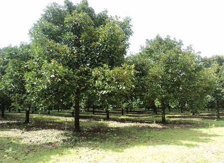 ขายสวนมังคุดสวย-บ้านบางแก้ว-พรุตาโรย-ละอุ่น-จังหวัดระนอง