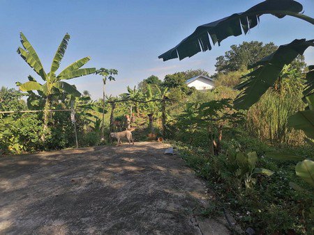 ต้องการขายด่วนบ้านพร้อมที่ดินจำนวน-2-ไร่-อบางใหญ่-จนนทบุรี