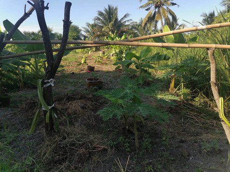 ต้องการขายด่วนบ้านพร้อมที่ดินจำนวน-2-ไร่-อบางใหญ่-จนนทบุรี