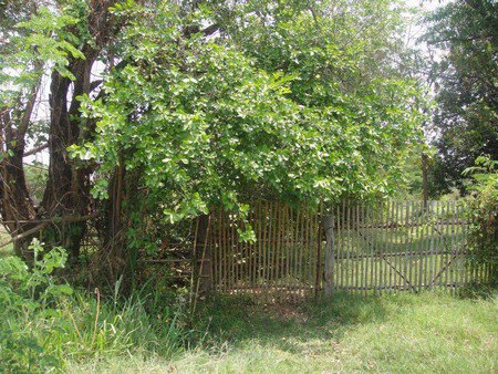 ขายที่ดิน-17-ไร่-1-งาน-ใกล้บิ๊กซี-ซูเปอร์เซ็นเตอร์-ขอนแก่น-สาขา-2-น้ำไม่ท่วม