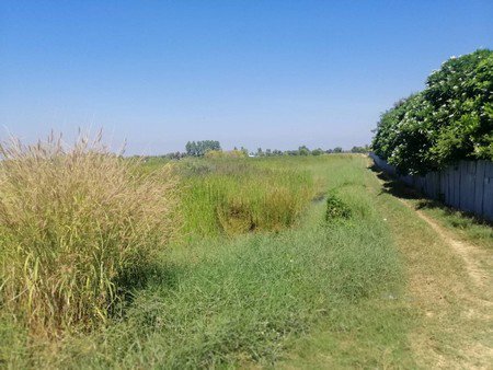 ขายที่ดินเปล่า-ทางเข้าวัดชนะสงสารพิทยาธร-อำเภอเมือง-จังหวัดฉะเชิงเทรา