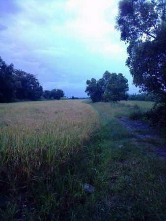 ขายที่นา-จังหวัดปทุมธานี-เนื้อที่-50-ไร่-ที่ดินติดถนนใหญ่