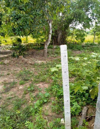 ขายที่ดินด่วน-บ้านลวงเหนือ-จังหวัดเชียงใหม่-ในที่ดินมีต้นไม้ที่ปลูกไว้หลากหลาย