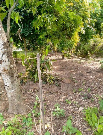 ขายที่ดินด่วน-บ้านลวงเหนือ-จังหวัดเชียงใหม่-ในที่ดินมีต้นไม้ที่ปลูกไว้หลากหลาย