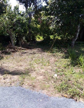 ขายที่ดินด่วน-บ้านลวงเหนือ-จังหวัดเชียงใหม่-ในที่ดินมีต้นไม้ที่ปลูกไว้หลากหลาย