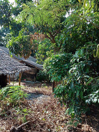 ขายด่วนที่ดินเนื้อที่กว้างเกือบ-2-งาน-บ้านปง-จังหวัดเชียงใหม่