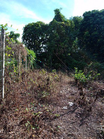 ขายด่วนที่ดินเนื้อที่กว้างเกือบ-2-งาน-บ้านปง-จังหวัดเชียงใหม่