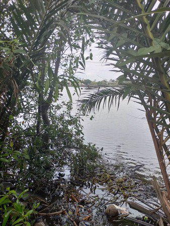 ขายที่ดินเปล่าติดริมแม่น้ำบางปะกง-วิวสวยมองไปเห็นวัดหลวงพ่อโสธร