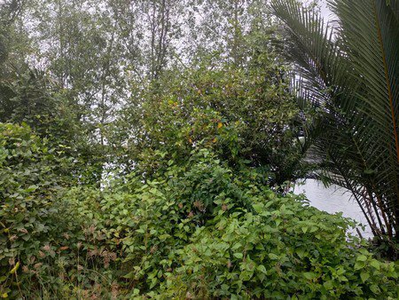 ขายที่ดินเปล่าติดริมแม่น้ำบางปะกง-วิวสวยมองไปเห็นวัดหลวงพ่อโสธร